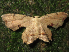 Dysaethria moza