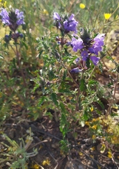 Dracocephalum olchonense