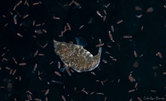 Sphoeroides lobatus