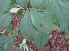 Weigela subsessilis