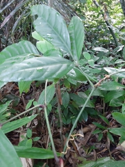 Tetrastigma