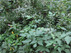 Hylodesmum podocarpum oxyphyllum