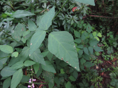 Hylodesmum podocarpum oxyphyllum