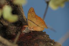 Polyura zoolina
