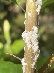 Marchalina hellenica