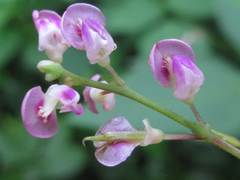 Hylodesmum podocarpum oxyphyllum
