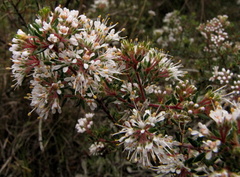 Agathosma abrupta