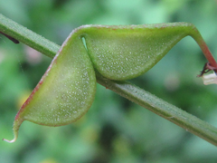 Hylodesmum podocarpum oxyphyllum