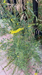 Melilotus officinalis