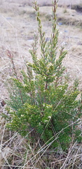 Acrothamnus hookeri