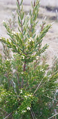 Acrothamnus hookeri