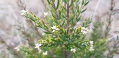 Acrothamnus hookeri