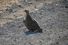 Pterocles bicinctus multicolor