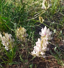 Oxytropis oxyphylla