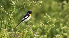 Pericrocotus erythropygius