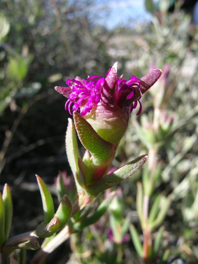 Erepsia brevipetala