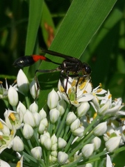 Ammophila