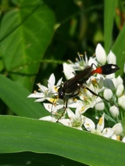 Ammophila