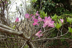 Rhododendron reticulatum