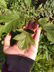 Torminalis glaberrima