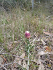 Chrysocephalum baxteri