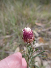 Chrysocephalum baxteri