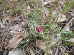 Chrysocephalum baxteri