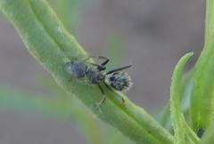 Camponotus niveosetosus