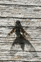 Anthrax trifasciatus