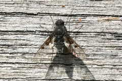 Anthrax trifasciatus