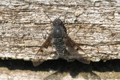 Anthrax trifasciatus
