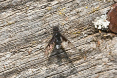 Anthrax trifasciatus
