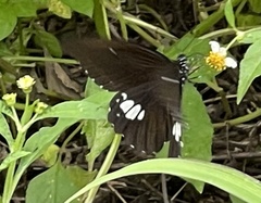 Papilio castor