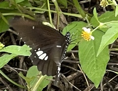 Papilio castor
