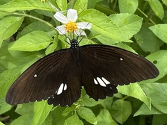 Papilio castor