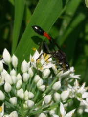 Ammophila