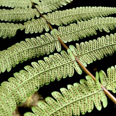 Sphaerostephanos maemonensis