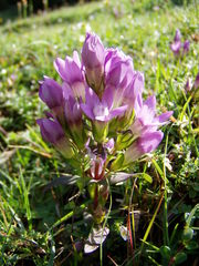 Gentianella germanica