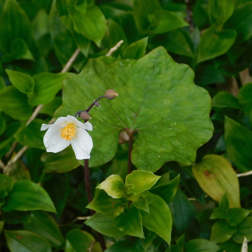 Image of Eomecon chionantha by (c) Stephen Thorpe, some rights reserved (CC BY)