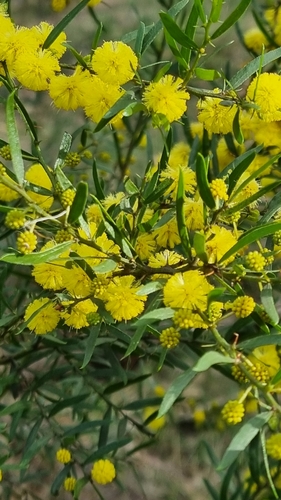 Kangaroo thorn (Acacia paradoxa)