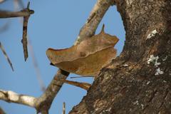 Charaxes varanes varanes