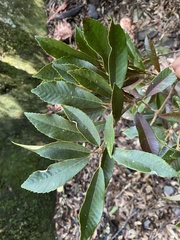 Quercus gilva