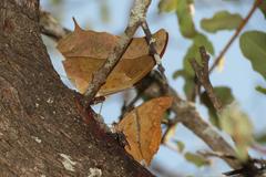 Charaxes varanes varanes