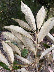 Quercus gilva