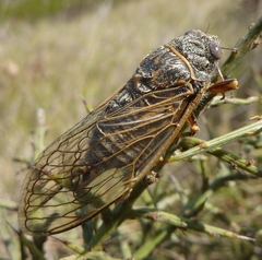 Tibicina corsica fairmairei