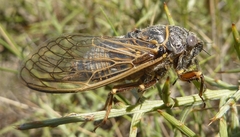 Tibicina corsica fairmairei