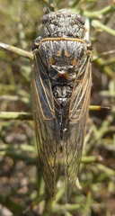 Tibicina corsica fairmairei