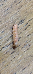 Pterygota