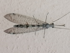 Gymnocnemia variegata