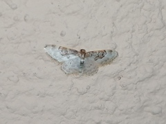 Idaea mustelata